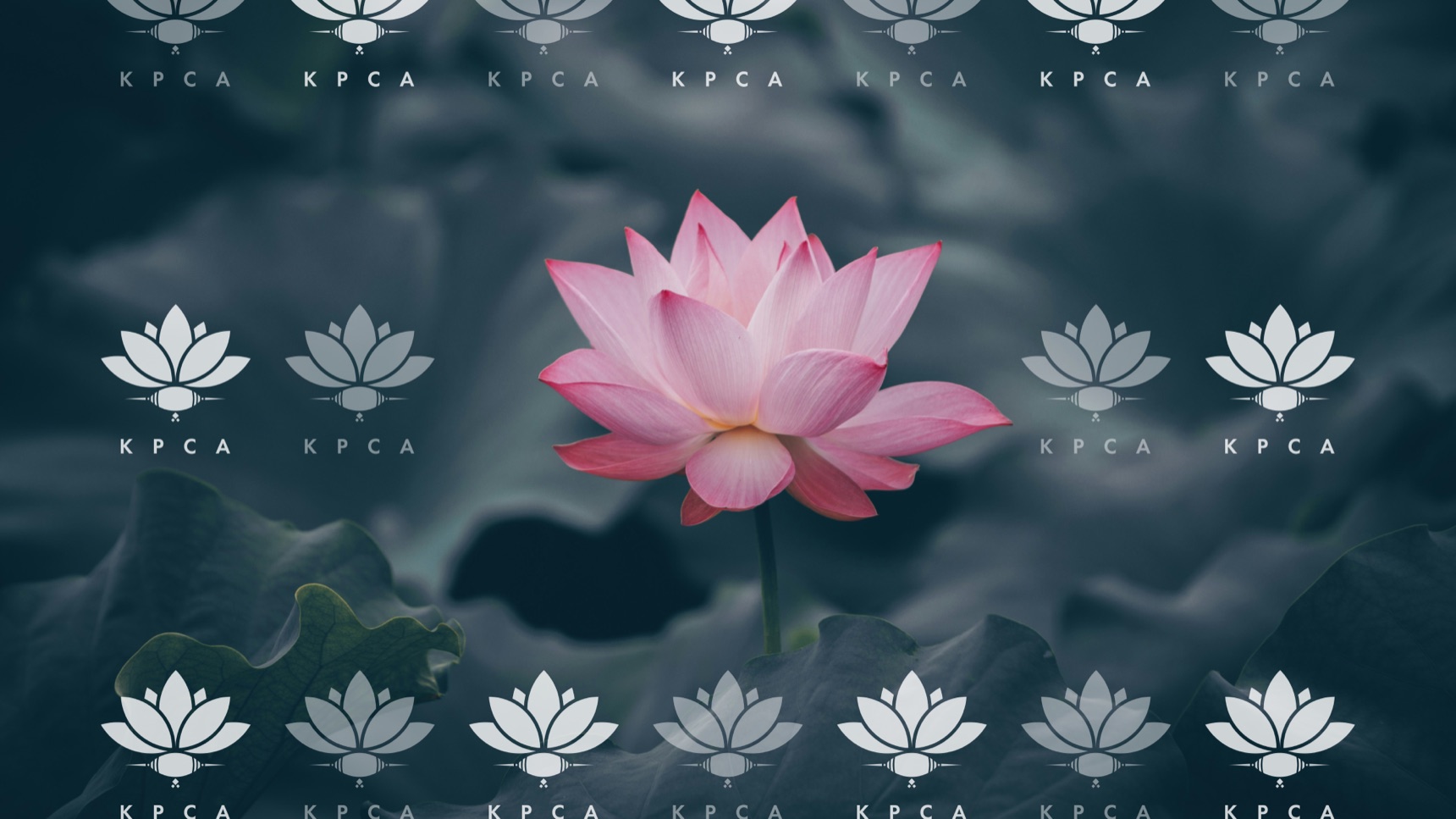 A pink lotus in bloom against dark leaves, framed by rows of the white KPCA lotus mark